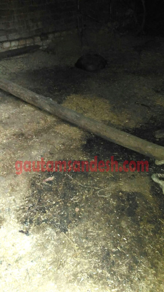 पशुशाला में इसी जगह बंधे थे गाय-बछड़े।
