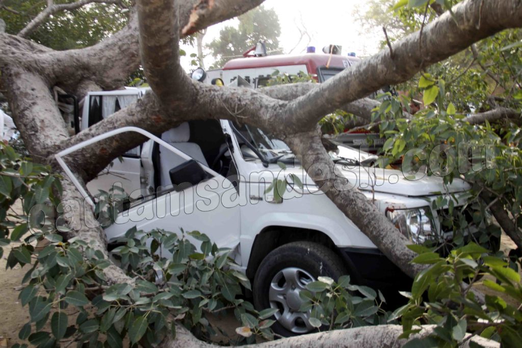 पेड़ के नीचे दबी गाड़ी।
