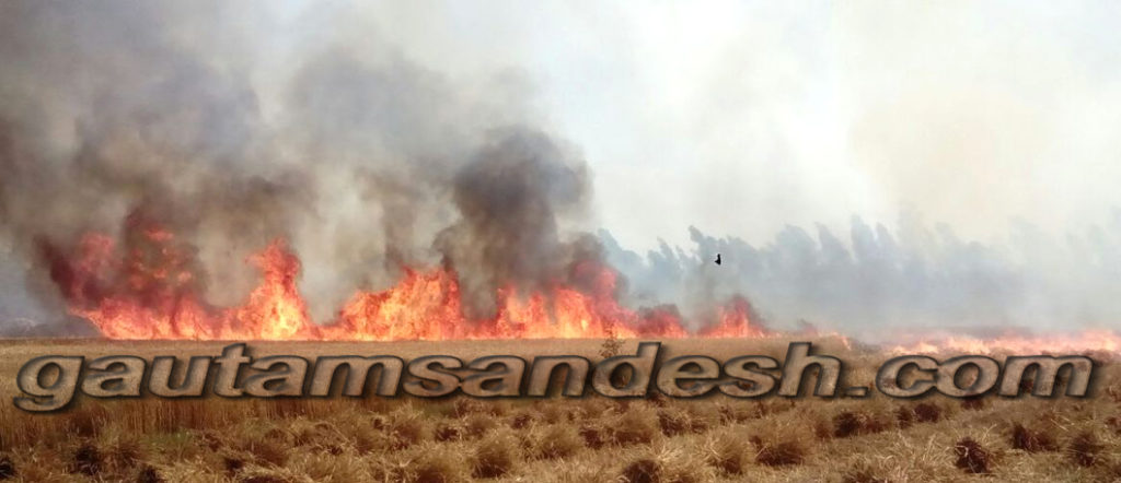 खेतों में लगी आग से जलती गेहूं की फसल। 